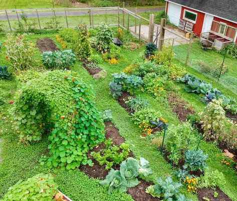 Raised Garden Beds vs. In-Ground Beds: Pros & Cons ~ Homestead and Chill Clouds Anime Wallpaper, In Ground Garden, Raised Garden Beds Diy Vegetables, Ground Garden, Garden Bed Layout, Wallpaper 2023, Raised Garden Beds Diy, Permaculture Gardening, Garden Design Layout