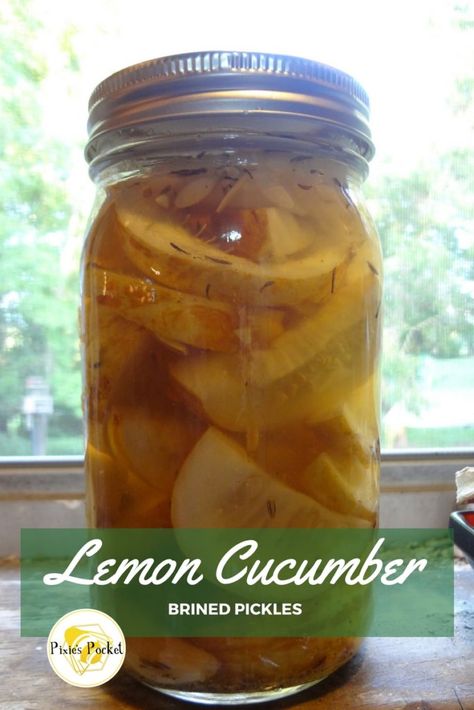 Lemon Cucumbers, Yellow Cucumber, Quick Pickles, Pickle Recipes Homemade, Cucumber On Eyes, How To Make Pickles, Pickles Recipe, Lemon Cucumber, Refrigerator Pickles