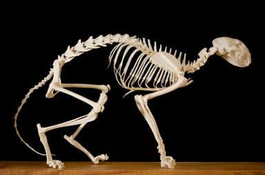 Signs of a Healthy Cat: The Rear Quarters: Skeleton of a Cat With the Rear Quarters Marked Rabbit Skeleton, Gunther Von Hagens, Persian Cats For Sale, Feline Anatomy, Anatomy Bones, Skull Reference, Skeleton Anatomy, Cat Skeleton, Real Skull