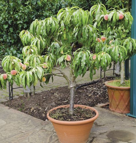 Peach Tree In Pot, Fruit Trees In Pots, Fruits To Grow, Small Orchard, Fruit Trees In Containers, Potted Fruit Trees, Gardening Magazine, Pots Ideas, Fine Gardening Magazine