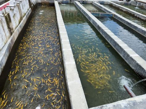 Golden trout fishes in water tank in a fish farm. Trout fish farming in Pakistan royalty free stock photo Trout Farming, Golden Trout, Vector Girl, Fish Farm, Trout Fish, Fish Farming, In Water, Water Tank, Fish Tank