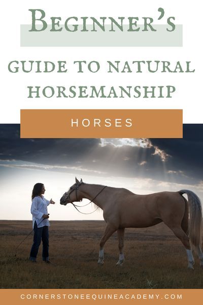 Horses Tips, Horsemanship Quotes, Horse Training Ground Work, Western Horsemanship, Natural Horsemanship Training, Horse Ownership, Prey Animals, Horse Care Tips, Horse Riding Tips