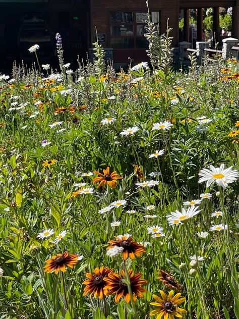 green field of sunflowers and daisies - pretty flowers in the sun Daisy And Sunflower Aesthetic, Sunflower Meadow, Meadow Plants, Flowers Meadow, Sunflower Daisy, Sunflowers And Daisies, Wild Flower Meadow, Pretty Aesthetic, Princess Core