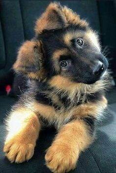 Cute Dogs Images, Very Cute Puppies, Super Cute Puppies, Cute Dog Photos, Cute Animals Puppies, Very Cute Dogs, Really Cute Dogs, Cute Dog Pictures