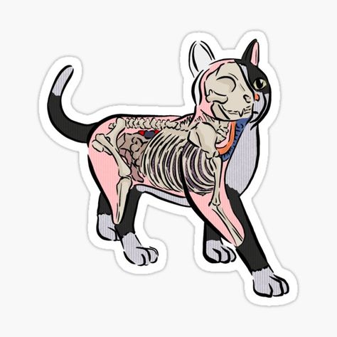 Veterinary Medicine Stickers for Sale | Redbubble Medicine Stickers, Veterinary Symbol, Medical Stickers, Cat Anatomy, Animal Medicine, Vet School, Vet Student, Vet Med, Pet Vet