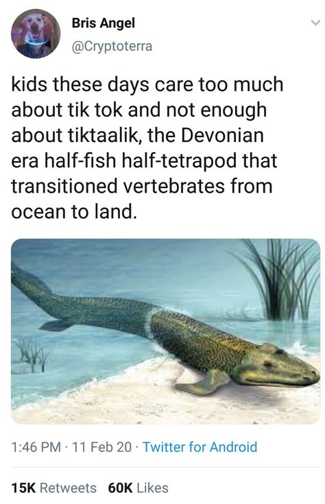 Science Humor, Prehistoric Creatures, Prehistoric Animals, Zoology, History Facts, Really Funny Memes, Animal Memes, Funny Posts, Geology