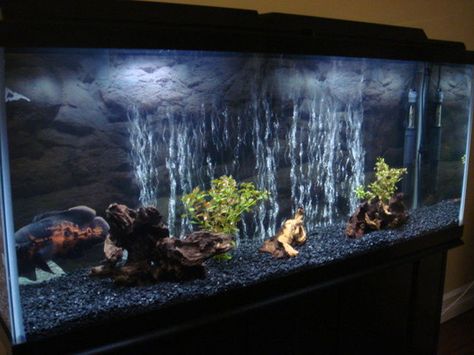 Freshwater Fish Tank, Cichlid Aquarium, Fish Aquarium Decorations, Oscar Fish, Lake Malawi, Goldfish Tank, Cool Fish Tanks, Fish Tank Design, Tropical Fish Tanks