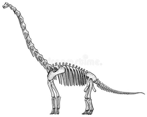 Dinosaur Bones Drawing, Dinosaur Skeleton Drawing, Diplodocus Skeleton, Brachiosaurus Drawing, Dinosaur Skeleton Tattoo, Brachiosaurus Tattoo, Brachiosaurus Skeleton, Otto Tattoo, Earth Creature