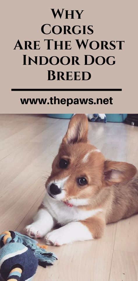 Here are the 14 Reasons Corgis Are The Worst Indoor Dog Breed Of All Time. #corgis #indoordog #dogbreed #worstdog #dogs #pets #corgisdogs #thepaws Corgi Wallpaper Iphone, Corgi Mix Puppies, Corgis Puppies, Corgi Mix Breeds, Mini Corgi, Corgi Sploot, Corgi Dog Breed, Corgi Puppies For Sale, Corgi Mix