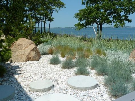 Mahogany quahog clam shells from Massachusetts cover the sand in this Shelter Island garden. A band of Elijah Blue fescue near the house blends into blue dune grass in the distance. Jonathan Adler Garden Crushed Shell Path, Gardenista Crushed Shell Landscaping, Shell Landscaping Ideas, Dune Garden, Arbors And Pergolas, Bluestone Pavers, Blue Fescue, Garden Pathways, Hamptons Decor, Coastal Garden