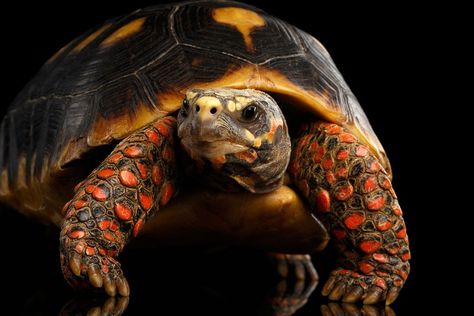 The red-footed tortoises or Chelonoidis carbonaria are the favorite pet tortoises of North and South America. The normal size of an adult is approximately 30 Red Footed Tortoise, Tortoise Care, Funny Poses, Tortoise Turtle, North And South America, Animal Posters, Reptiles And Amphibians, Tabby Cat, Animal Photo