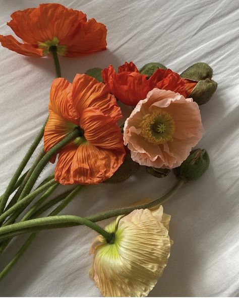 Poppy Flowers Aesthetic, Poppys Aesthetic, Poppy Aesthetic Flower, Iris Flowers Aesthetic, Poppy Flower Aesthetic, Poppies Aesthetic, Orange Flowers Aesthetic, Poppy Flower Wallpaper, Poppy Aesthetic