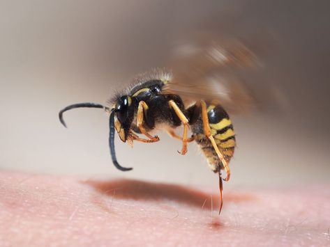 bumble bees, hornets, wasps, yellow jackets, honey bees, ground bees, and cicada killers. No matter what kind of stinging insect it is – You don’t want to get stung! Wasp Sting Remedy, Hornet Sting, Remedies For Bee Stings, Getting Rid Of Bees, Get Rid Of Wasps, Jellyfish Sting, Wasp Stings, Aggressive Animals, Types Of Bees