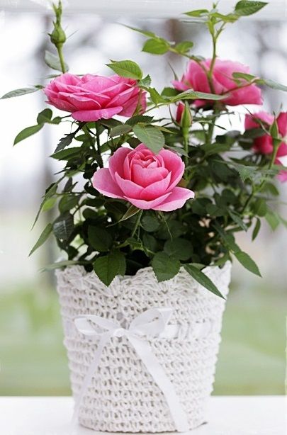 Plant Gift Ideas, Rose Plant Care, Rose Plant, Plant Gift, Pink Garden, Planting Roses, Mini Roses, Beautiful Rose Flowers, Romantic Roses