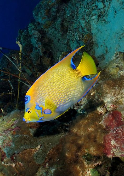 Queen Angelfish, Salt Water Fish, Saltwater Tank, Beautiful Sea Creatures, Marine Fish, Ocean Fishing, Underwater Creatures, Underwater Life, Exotic Fish