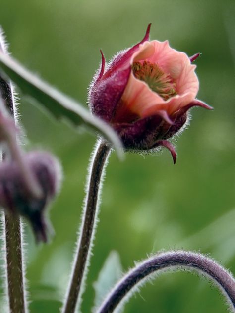 Water Avens, Geum Rivale, Apricot Garden, Flower Reference, Garden Perennials, Hummingbird Plants, Plant Wishlist, Indian Paintbrush, Herbaceous Border