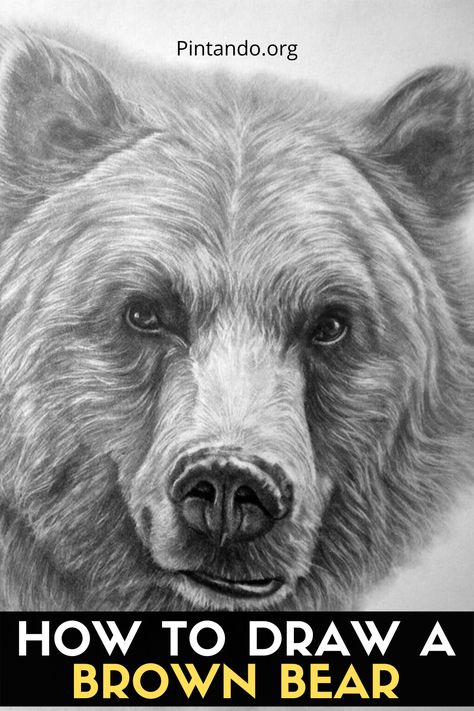 Drawing Bears Sketches, Bear Drawing Sketches, Bear Paw Drawing, How To Draw A Bear, Black Bear Drawing, Brown Bear Drawing, Bear Pencil Drawing, Drawing Bears, Grizzly Bear Drawing