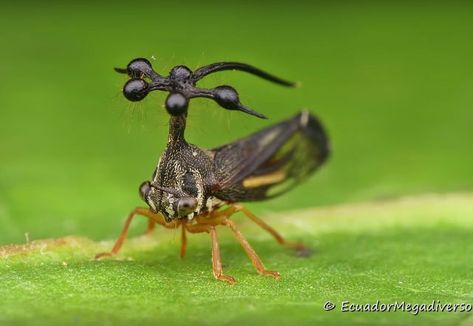 I Choose You Treecopter!: Little Pokemon Looking Insect With A Helicopter On Its Head Helicopter Rotor, Leafhopper, Beautiful Bugs, I Choose You, Amazon Rainforest, Helicopter, Bugs, Insects, Brazil