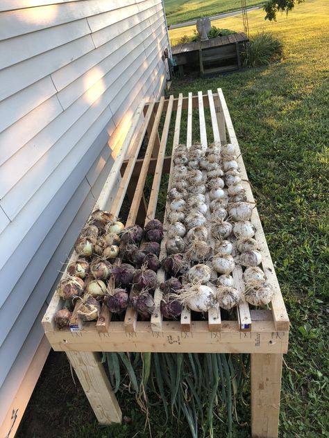 Onion drying rack.  This onion/garlic drying rack was very simple to make, and holds a big harvest of onions.  I recommend anyone that grows, and stores harvest for winter to invest the time in making one. Onion Drying Rack, Garlic Drying, Drying Onions, Store Onions, Homestead Gardens, Garden Veggies, Garden Harvest, Veg Garden, Have Inspiration