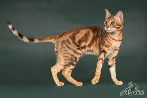 Cat Reference Poses Photo, Cat Reference Photos For Drawing, Cats Poses Reference, Cat Refrance, Warrior Cat Reference, Cat Poses Photography, Warrior Cats Poses, Cat Pose Reference Photos, Cat Anatomy Reference