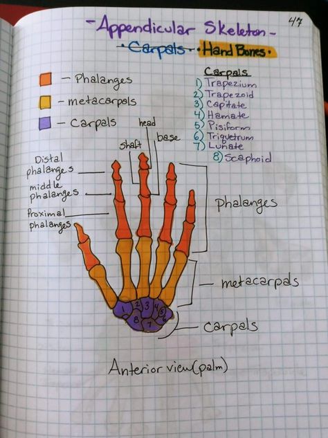 Human Skeleton Biology Notes, All Bones Anatomy, Skeleton Anatomy Drawing Human Body Bones, Bones Of Hand Anatomy, Bones Of The Hand Anatomy, Hand Anatomy Bones, Anatomy And Physiology Drawing, Bones Of The Body Anatomy, Anatomy Bones Drawing