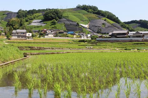 https://flic.kr/p/V2brVP | Countryside | Rice and tea fields Located : Wazuka village, Kyoto pref. Kyoto, Golf Courses