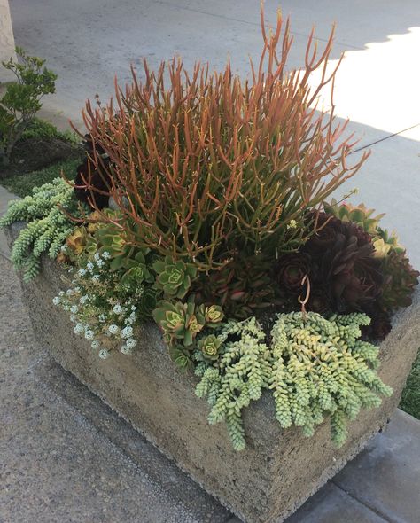 Large hyper tufa trough with succulents Horse Trough Planter, Troughs As Planters, Succulent Trough Planter, Hypertufa Trough, Hypertufa Succulent Planter, Garden Projects, Plants