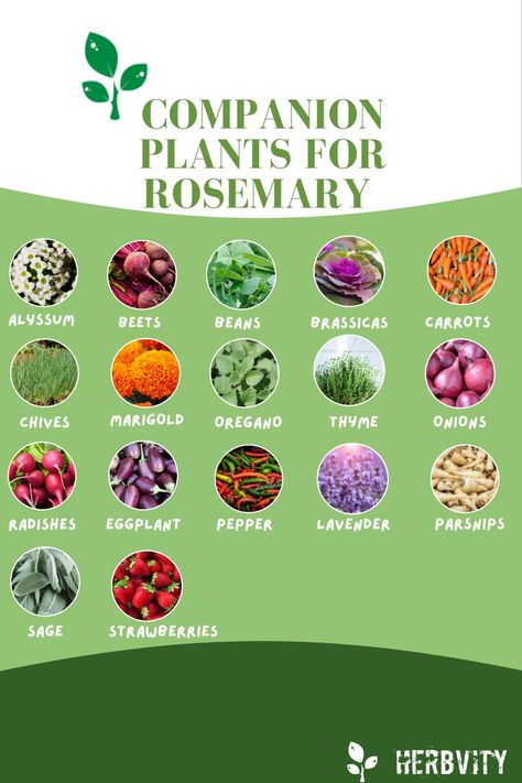 Companion Plants For Rosemary, Rosemary Companion Planting, What To Plant With Rosemary, Chives Companion Planting, Rosemary In Garden, How To Plant Rosemary, How To Care For Rosemary Plants, Rosemary Companion Plants, Rosemary Varieties