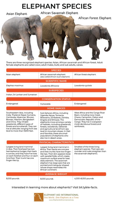 Elephant Symbolism, Elephant Species, Animal Infographic, Science Infographics, African Forest Elephant, Elephant Facts, Pig Breeds, African Bush Elephant, Animals Information