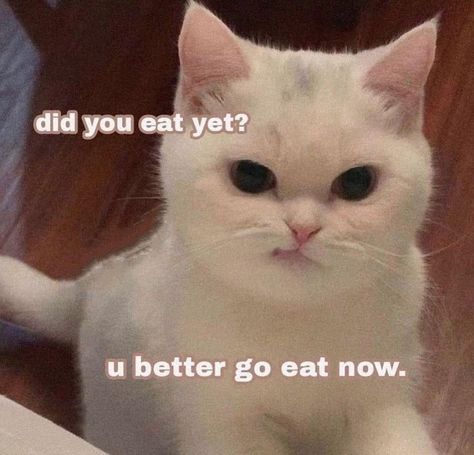 Cute Cat Memes, Silly Cats Pictures, Angry Cat, Cute Cats Photos, Silly Animals, Very Funny Pictures, Moving Company, Funny Reaction Pictures, Cute Memes