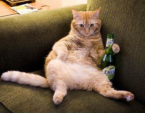 Drunk Cat, Friday Cat, Happy Week End, Funny Cat Photos, Funny Animal Photos, Cat Drinking, Funny Cat Pictures, Funny Cat Memes, Funny Cute Cats