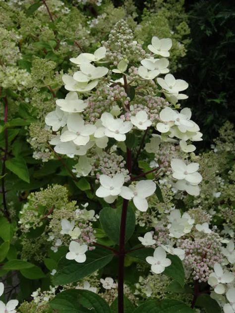 Hydrangea Paniculata Grandiflora Hydrangea Paniculata Grandiflora, Hydrangea Paniculata Limelight, Cheap Gardening, Hydrangea Petiolaris, Garden Uk, Summer To Autumn, Wings Of Freedom, Panicle Hydrangea, Climbing Hydrangea