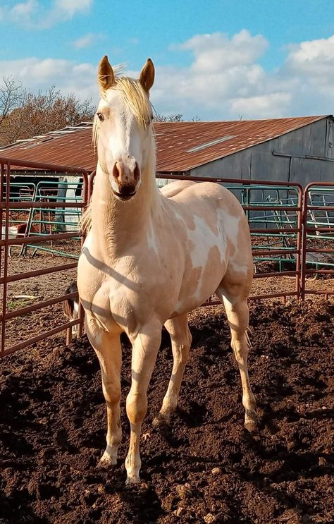 White Quarter Horse, Paint Horse Breed, Rare Horse Colors, Aesthetic Horses, Unique Horses, Miniature Ponies, Horse Coat Colors, Horse Art Drawing, Dream Horse Barns