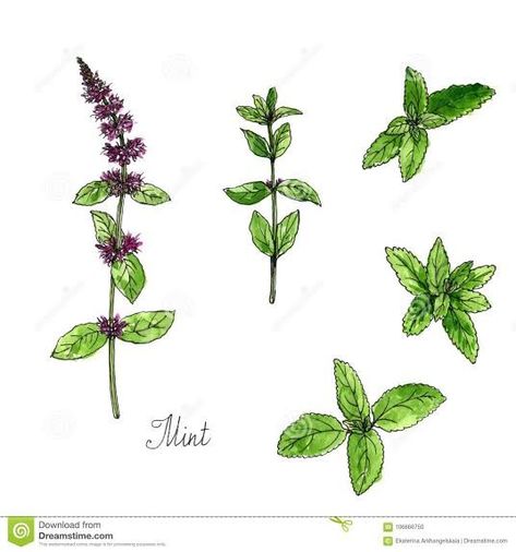 Herb Tattoo, Mint Herb, Mint Flower, Tumblr Drawings, Mint Flowers, Flower Tattoos, Botanical Art, Flower Drawing, Flower Tattoo