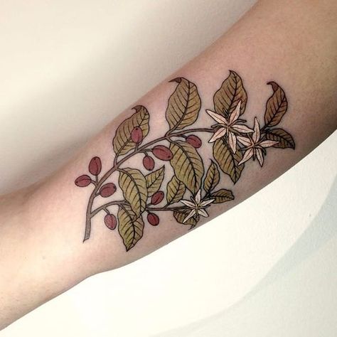 Tattoo uploaded by katievidan • Coffee plant by @lazerliz #lazerliz #floral #botanical #coffeeplant #flowers • Tattoodo Bean Plant Tattoo, Coffee Branch Tattoo, Coffee Bean Plant, Brown Tattoo Ink, Diy Coffee Station, Heart Temporary Tattoos, Coffee Tattoo, Coffee Tattoos, Bean Plant