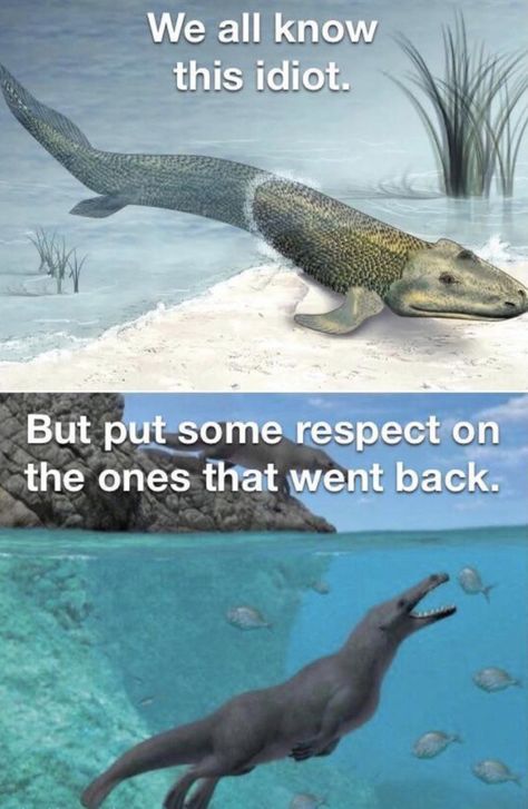 Meme Dinosaurus, Dinosaur Meme, Biology Memes, Dinosaur Memes Funny, Funny Science Jokes, Jurassic World Memes Hilarious, Marine Biology Memes, Dinosaur Funny, Earth And Space Science