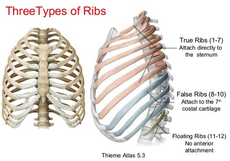 Ribs Anatomy, Human Ribs, Bone Tissue, No Attachment, Medical Assistant Student, Anatomy Bones, Basic Anatomy And Physiology, Medical Student Study, Muscle Anatomy