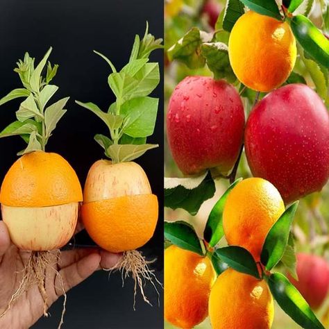 3.8M views · 3.2K reactions | Unique combination of apples and oranges grow fast in water | Unique combination of apples and oranges grow fast in water | By Ashik Muztaba | Facebook How To Grow An Orange Tree From Seed, Water Apple Fruit Tree, Growing An Orange Tree From Seeds, Water With Orange Slices, Heirloom Apple Varieties, Garden Hacks Diy, New Things To Try, Fruit Plants, Growing Fruit