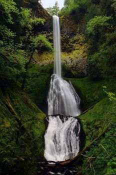 Pup Creek Falls - Clackamas River Trail, OR (3.5 miles to the falls) Clackamas Oregon, Mount Hood National Forest, Beautiful Oregon, Oregon Waterfalls, The Oregon Trail, Chasing Waterfalls, Water Falls, River Trail, Oregon Travel