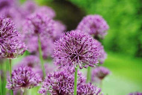 Allium Purple Rain, Ornamental Onion, Insect Repellent Plants, Rose Companion Plants, Fragrant Garden, Spring Flowering Bulbs, Flowers Blooming, Pink And Purple Flowers, Buy Plants