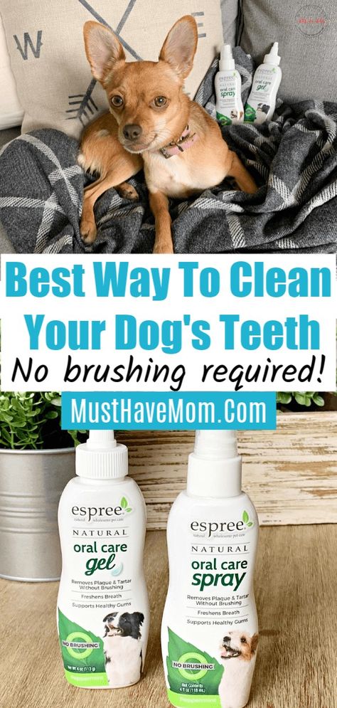 Teeth Cleaning Routine, Brushing Dogs Teeth, Teeth Cleaning Tools, Dogs Teeth, Dog Toothpaste, Dog Remedies, Teeth Whitening Diy, Dog Health Tips, Dog Teeth Cleaning