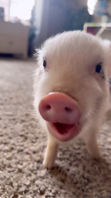 𝓟𝓮𝓷𝓮𝓵𝓸𝓹𝓮 𝓡𝓸𝓼𝓮 & 𝓓𝓪𝓲𝓼𝔂 𝓓𝓾𝓴𝓮𝓼 on Instagram: "Yummy! 🍓 *(please note she is just a baby & WILL get bigger. Mini pigs grow to be 70-150lbs on average, but some breeds of miniatures could reach up to 300lbs. Micro/teacup pigs are NOT real. Mini pigs are only considered “mini” compared to 800lb farm hogs) #minipig #pig #pigsofinstagram #pigs #piggy #minipigsofinstagram #minipigs #pigstagram #piglife #minipiglove #piglet #oink #piglove #petpig #minipiglife #piglets #piggies #cutepig #pigsaspets #instapig #pigsofig #piglover #babypig #cutepigs #petsofinstagram #potbellypig #cute #babypigs #animals #piggylove" Mini Pig Pet, Baby Piglet, Baby Piglets, Miniature Pigs, Micro Pigs, Mini Animals, Teacup Pigs, Pot Belly Pigs