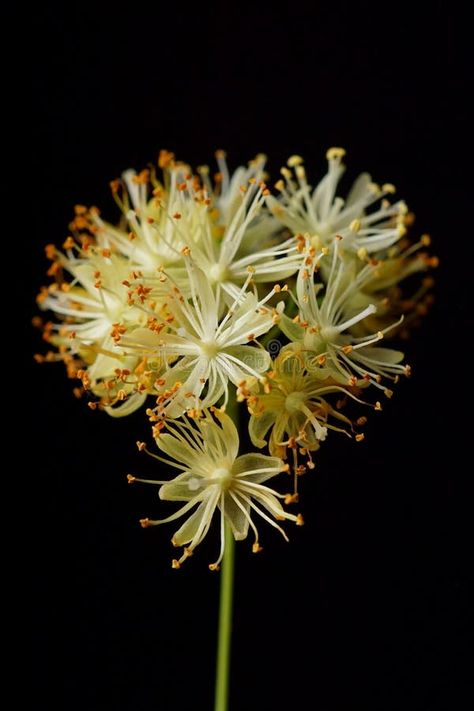 Medicinal plants - linden flower Tilia tomentosa stock photos Linden Flower Tattoo, Achillea Flower, Flower Healing, Linden Flower, Linden Blossom, Henna Plant, Vector Infographic, Sustainable Packaging, Medicinal Plants