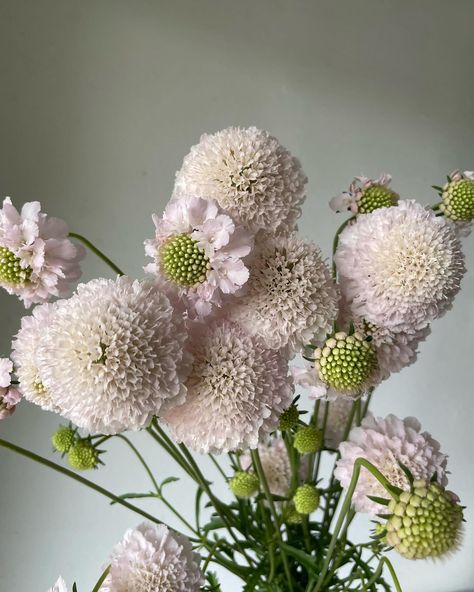 June lovelies, just around the corner. ☁️ The Central Valley is HOT in June, which means all of our summer flowers explode once we get a bit of heat. Echinacea, lavatera, scoop scabiosa, and solidago are about to make their debut at our field 🤍 Shop by the bunch via @sjflowercollective or order a summer arrangement at the link in my bio 🫶🏼 #farmerflorist #sjflowercollective #lavatera #scoopscabiosa #farmerbaileyplugs #centralvalleyflowers #fresnoflorist #clovisflorist #sloflorist #sustaina... Scoop Scabiosa, Wedding Moodboard, Valley Flowers, Central Valley, Wedding Mood Board, Summer Flowers, Around The Corner, Farmer, Florist