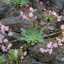 Lewisia Cotyledon, Flower Structure, Indoor Flowering Plants, Tiny Plants, Flower Care, Flowering Plants, Mother Plant, Flower Branch, Potting Soil