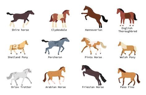 Horse Breeds A-Z: From the Everyday to the Exotic - Home In The Pastures Countryside Living, Tennessee Walking Horse, Elegant Horse, Pony Breeds, Welsh Pony, Walking Horse, American Paint, Shetland Pony, Icelandic Horse