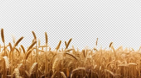 Wheat field isolated on transparent back... | Premium Psd #Freepik #psd #barley #harvest #wheat-field #wheat-farm Wheat Background, Barley Field, Wheat Farm, Photoshop Textures Overlays, Sunday Worship, Wheat Field, Wheat Fields, Photoshop Textures, Vinyl Banners