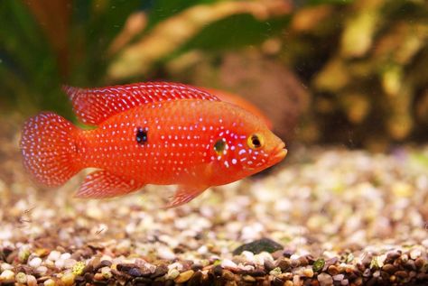 Hemichromis guttatus for sale. Known as the African Jewelfish, Jewel Cichlid or Jewelfish, and is the most common Jewel in the hobby.  This fish gets its common name from the beautiful red colours on its body and fins. They grow up to 6 inches, but generally females stay a bit smaller, around 5 inches. The fish was described by Günther in 1862. Swordtail Fish, American Cichlid, Tropical Fish Aquarium, Fb Status, Tropical Aquarium, Live Aquarium, African Cichlids, Fish For Sale, Red Jewel