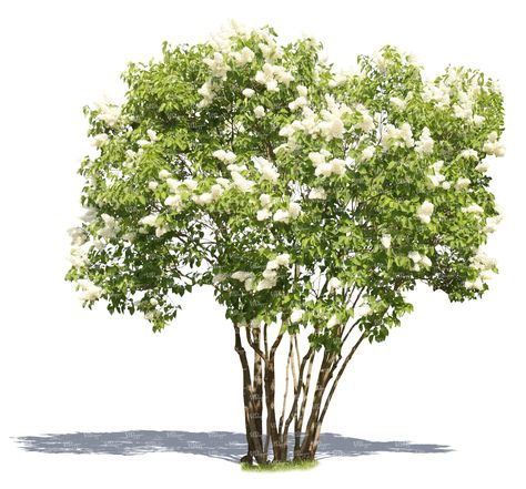 Image of a cut out blooming white lilac. VIShopper offers a wide selection of cut out plants and trees for illustrating architectural renderings. Tree Psd, Tree Photoshop, Inkscape Tutorials, Tree Plan, Tree Textures, Garden Illustration, White Lilac, Hanging Vines, Landscape Elements