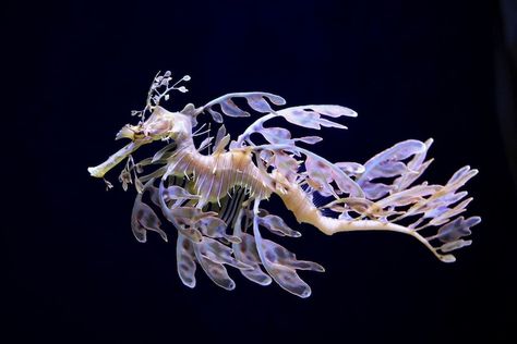 Cool Sea Creatures, Deep Sea Life, Leafy Sea Dragon, Tree Photo, Deep Sea Creatures, Beautiful Sea Creatures, Underwater Creatures, Sea Dragon, Sea Horse